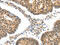 Somatostatin Receptor 5 antibody, CSB-PA254587, Cusabio, Immunohistochemistry frozen image 