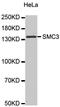 Structural Maintenance Of Chromosomes 3 antibody, abx001829, Abbexa, Western Blot image 