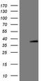 Ankyrin Repeat And SOCS Box Containing 8 antibody, LS-C791614, Lifespan Biosciences, Western Blot image 