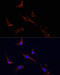 Leucine Rich Repeat Containing G Protein-Coupled Receptor 5 antibody, 13-711, ProSci, Immunofluorescence image 