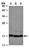 Amyloid Beta Precursor Protein Binding Family B Member 3 antibody, orb74089, Biorbyt, Western Blot image 