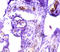 ICAp69 antibody, A53268-100, Epigentek, Immunohistochemistry paraffin image 