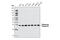 Ribosomal Protein S3 antibody, 9538T, Cell Signaling Technology, Western Blot image 
