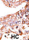 Signal Transducer And Activator Of Transcription 1 antibody, abx031918, Abbexa, Immunohistochemistry frozen image 