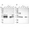 Enoyl-CoA hydratase, mitochondrial antibody, NBP1-87078, Novus Biologicals, Western Blot image 