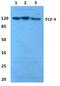 GC-rich sequence DNA-binding factor antibody, PA5-37072, Invitrogen Antibodies, Western Blot image 