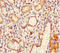 Intraflagellar Transport 80 antibody, A67882-100, Epigentek, Immunohistochemistry paraffin image 