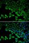 HNF-4-alpha antibody, LS-C749014, Lifespan Biosciences, Immunofluorescence image 