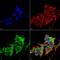 Hypoxia Up-Regulated 1 antibody, MA5-27643, Invitrogen Antibodies, Immunofluorescence image 