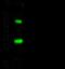 Chloride Intracellular Channel 4 antibody, GTX02357, GeneTex, Western Blot image 