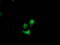 Destrin antibody, TA502608, Origene, Immunofluorescence image 