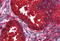 Plasma protease C1 inhibitor antibody, MBS246074, MyBioSource, Immunohistochemistry frozen image 