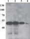 Regulatory protein E2 antibody, MA1-71535, Invitrogen Antibodies, Western Blot image 