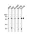 Proteasome 26S Subunit, ATPase 1 antibody, TA325154, Origene, Western Blot image 