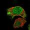 Zinc finger protein basonuclin-2 antibody, HPA018525, Atlas Antibodies, Immunocytochemistry image 