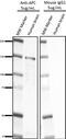 APC Regulator Of WNT Signaling Pathway antibody, 850802, BioLegend, Western Blot image 