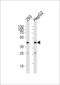 Sirtuin 3 antibody, LS-C100489, Lifespan Biosciences, Western Blot image 