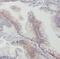 Gap Junction Protein Beta 2 antibody, FNab01859, FineTest, Immunohistochemistry frozen image 