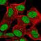 Zinc Finger BED-Type Containing 6 antibody, HPA068807, Atlas Antibodies, Immunocytochemistry image 