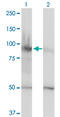 Lymphoid-specific helicase antibody, LS-C197403, Lifespan Biosciences, Western Blot image 