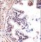 Transmembrane Serine Protease 13 antibody, LS-C162042, Lifespan Biosciences, Immunohistochemistry paraffin image 