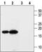 Potassium Voltage-Gated Channel Subfamily E Regulatory Subunit 3 antibody, PA5-77632, Invitrogen Antibodies, Western Blot image 