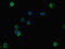 Natural Killer Cell Cytotoxicity Receptor 3 Ligand 1 antibody, LS-C678776, Lifespan Biosciences, Immunofluorescence image 