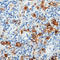 CD15 antibody, LS-C87643, Lifespan Biosciences, Immunohistochemistry frozen image 