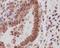 Yes Associated Protein 1 antibody, M00116, Boster Biological Technology, Immunohistochemistry frozen image 