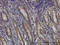 Dihydroorotate Dehydrogenase (Quinone) antibody, LS-C133152, Lifespan Biosciences, Immunohistochemistry frozen image 
