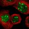 NOP58 Ribonucleoprotein antibody, HPA018472, Atlas Antibodies, Immunofluorescence image 