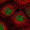 R3H Domain Containing 2 antibody, HPA038328, Atlas Antibodies, Immunofluorescence image 