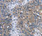 Peptidyl-TRNA Hydrolase 2 antibody, MBS2522910, MyBioSource, Immunohistochemistry frozen image 