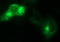 Secretory Carrier Membrane Protein 2 antibody, LS-C338291, Lifespan Biosciences, Immunofluorescence image 