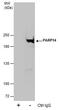 Poly(ADP-Ribose) Polymerase Family Member 14 antibody, PA5-78512, Invitrogen Antibodies, Immunoprecipitation image 
