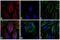 Mouse IgG1 antibody, A-21126, Invitrogen Antibodies, Immunofluorescence image 