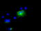 EDL antibody, TA501059, Origene, Immunofluorescence image 