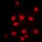 RB Transcriptional Corepressor 1 antibody, orb338869, Biorbyt, Immunofluorescence image 