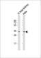 Uridine Phosphorylase 1 antibody, 61-318, ProSci, Western Blot image 