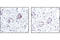 FosB Proto-Oncogene, AP-1 Transcription Factor Subunit antibody, 2251T, Cell Signaling Technology, Immunohistochemistry paraffin image 