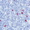 Human IgM antibody, LS-C88648, Lifespan Biosciences, Immunohistochemistry frozen image 