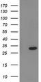 Phenylethanolamine N-Methyltransferase antibody, TA502826, Origene, Western Blot image 