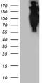 Amyloid beta A4 precursor protein-binding family B member 1 antibody, LS-C795822, Lifespan Biosciences, Western Blot image 
