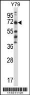 Phenylalanyl-TRNA Synthetase Subunit Beta antibody, 57-469, ProSci, Western Blot image 