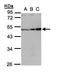 Inhibin beta A chain antibody, TA308909, Origene, Western Blot image 