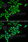 Dihydrolipoamide S-Acetyltransferase antibody, A6288, ABclonal Technology, Immunofluorescence image 