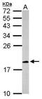 C-X-C Motif Chemokine Ligand 14 antibody, PA5-28820, Invitrogen Antibodies, Western Blot image 