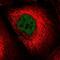 LIG4 antibody, NBP2-68729, Novus Biologicals, Immunocytochemistry image 