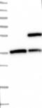 Chromosome 7 Open Reading Frame 25 antibody, NBP1-81138, Novus Biologicals, Western Blot image 