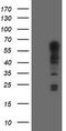 Tripartite Motif Containing 9 antibody, CF800045, Origene, Western Blot image 